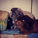 cryptid-peegs avatar