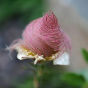 cryptid-unknown avatar