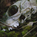 cryptidbreathmints avatar