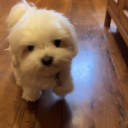 cryptidclique avatar