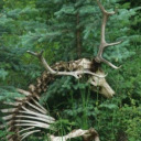 cryptidcoremlm avatar