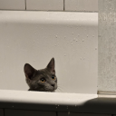 cryptidcornflake avatar