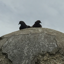 cryptobooology-blog avatar