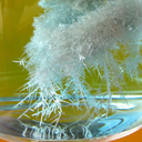 cryptodendrology avatar