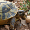 cryptodiraway avatar