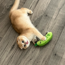 crysta1-koneko avatar