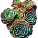 crystal-cacti avatar
