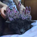 crystal-moonwitch avatar