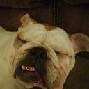 crystalfire1234 avatar