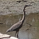 crystalflame231 avatar