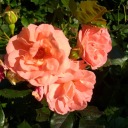 crystalheart163 avatar