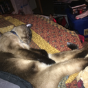 crystallea1321 avatar