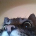 crystallizedrose avatar