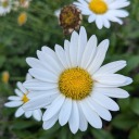 crystalmeeple avatar