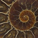 crystalnautilus avatar