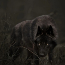 crystalwolfwitch avatar