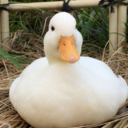 crzyduck avatar
