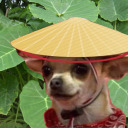 ctheasian102 avatar