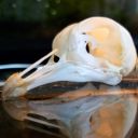 cthulhu-loves-you avatar