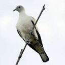 cthulhudundee avatar