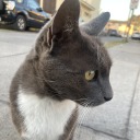 cuadrosazules avatar