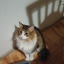 cualquierhuea avatar