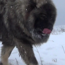 cubesalterhumanaccount avatar