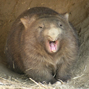 cubeswombat100 avatar