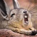 cuca-the-pirate avatar