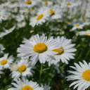 cucmeudangyeu avatar