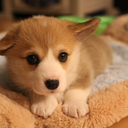 cucumberbatch-of-cookies avatar