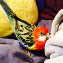 cucumberfuckerclusterfuck avatar