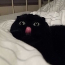 cucurbitaceas avatar