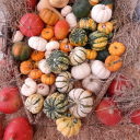 cucurbitamoschata avatar