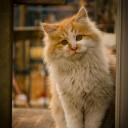 cuddlepawsblog avatar