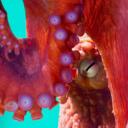 cuddlethecuttlefish avatar