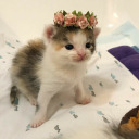 cuddlexkitten avatar