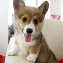 cuddlypetpics avatar