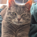 cultivating-saplings avatar