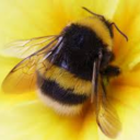 cultofbumblebees avatar