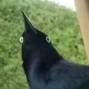 cultured-swine3917 avatar