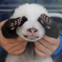 cumberbatch-streep avatar