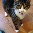 cumberpreciation avatar