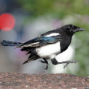 cunningmagpie avatar