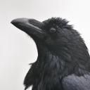 cuntycorvid avatar