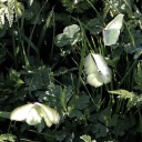 cupboardangel avatar