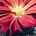 cupcake123329 avatar