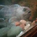 cupcakecuttlefish avatar