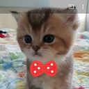 cupcakemuffin avatar