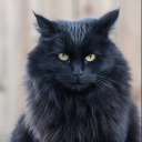 cupcakesaremeh avatar